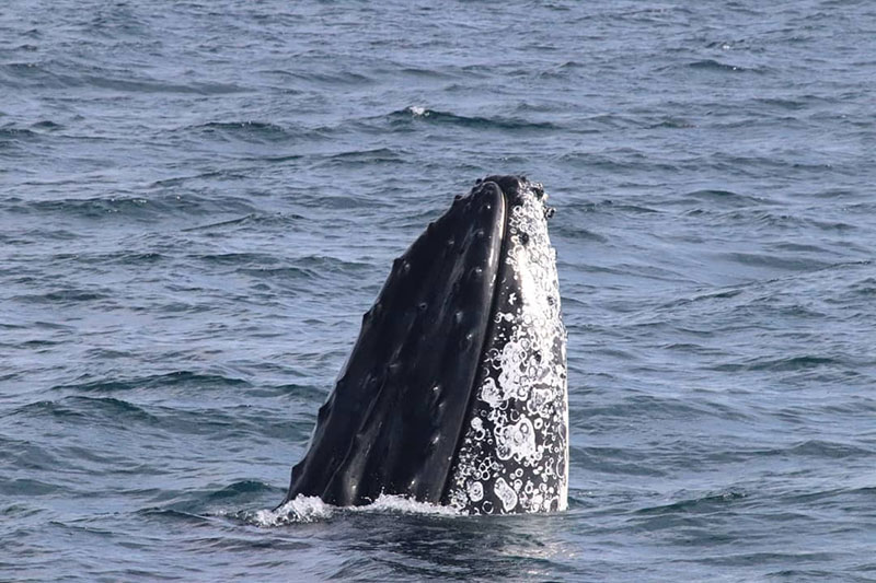 See Whales 'Spy Hopping' on theDunsborough Whale Watching Tour6